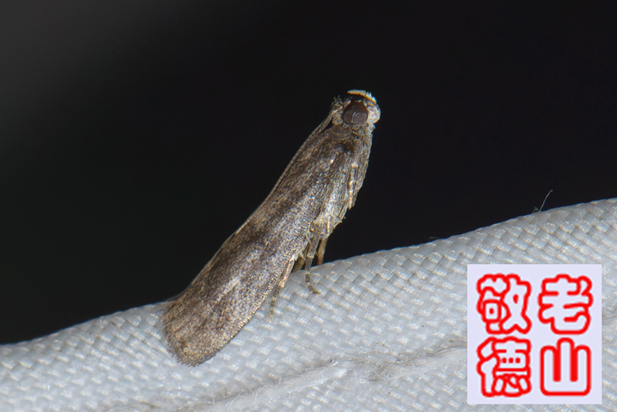 Assara hoeneella
