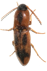 Aeolus mellillus