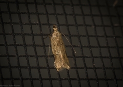 Atheropla nigricincta