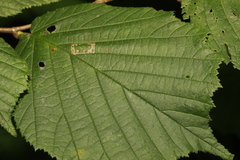 Phyllonorycter nicellii