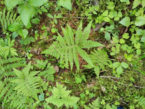 long beech fern
