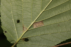 Phyllonorycter nicellii