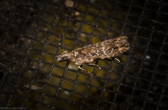 Hypatima dermatica