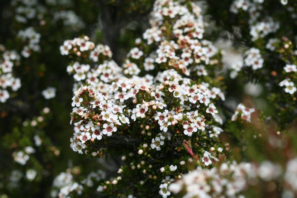 alpine Baeckea