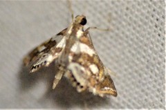 Chrysendeton medicinalis