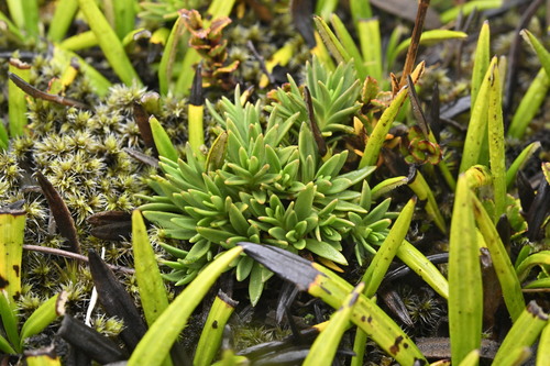 Gentianella vernicosa, 2025-04-22