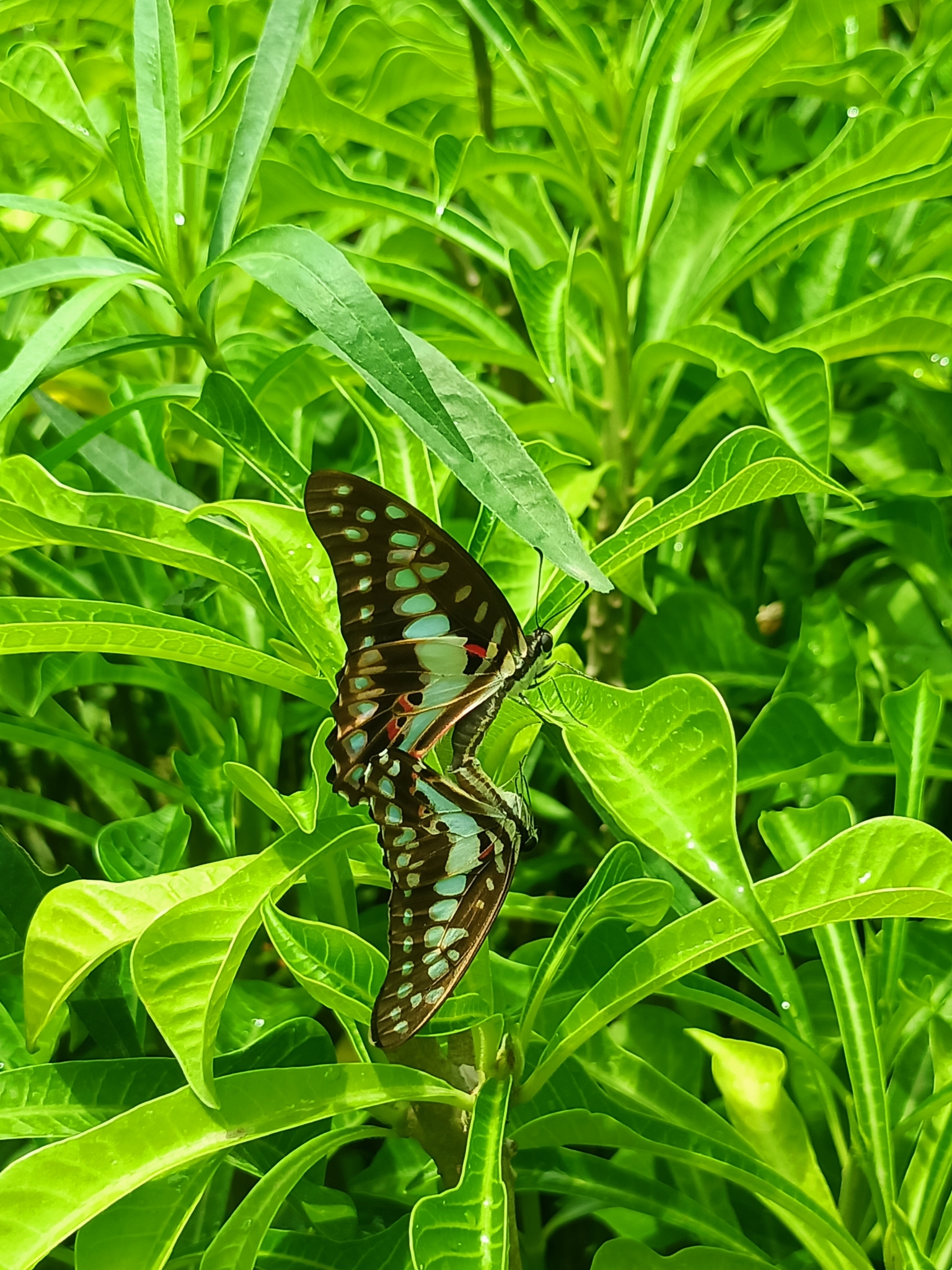 Common Jay