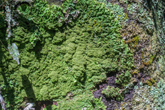 Podostictina pickeringii