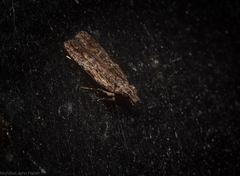 Hypatima dermatica