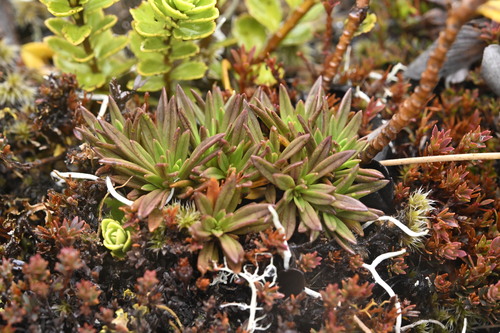 Gentianella vernicosa, 2025-04-22