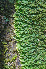 Podostictina pickeringii