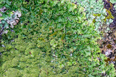 Podostictina pickeringii