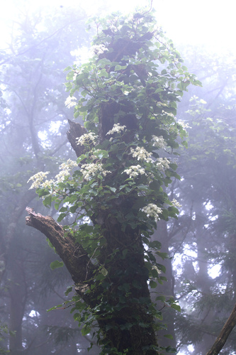 Schizophragma hydrangeoides iNat (1)