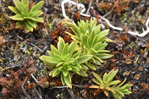 Gentianella vernicosa, 2025-04-22