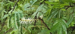 Mimosa tenuiflora