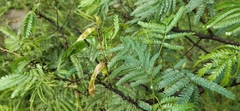 Mimosa tenuiflora