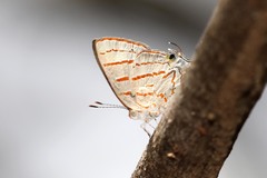 Hemiolaus caeculus caeculus
