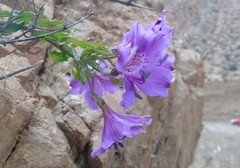 Alstroemeria violacea
