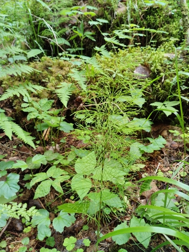 wood horsetail