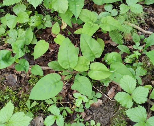 Suffolk Lungwort