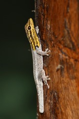 Lygodactylus picturatus
