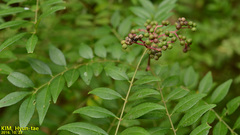 Zanthoxylum schinifolium
