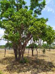 Diospyros burchellii