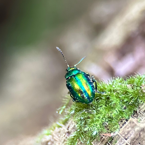 Prächtiger Blattkäfer