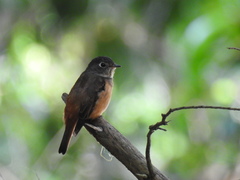 Muscicapa ferruginea