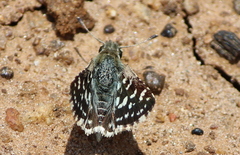 Spialia galba