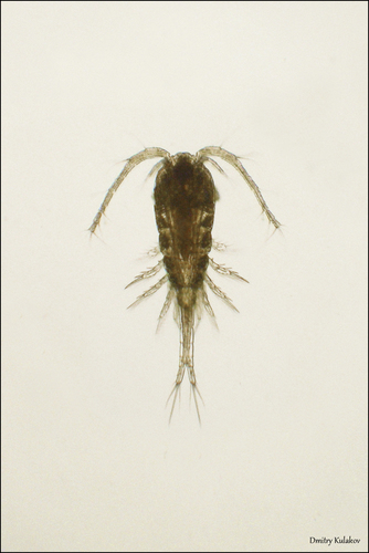 Representative image of Thermocyclops