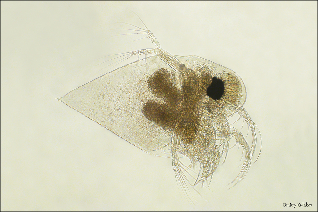 water flea