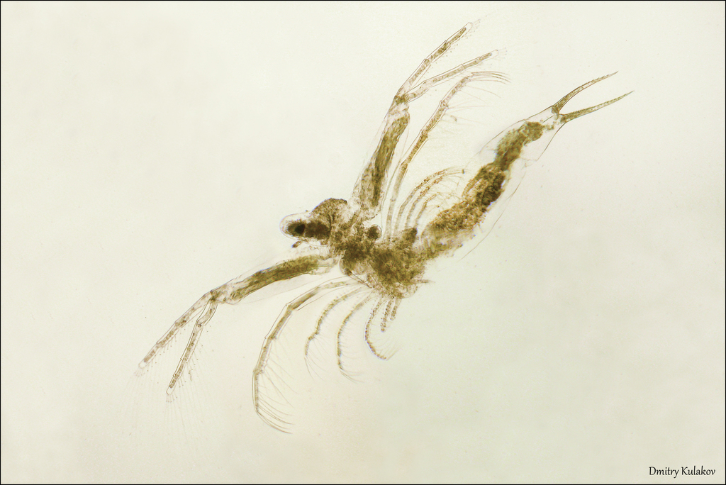 glass waterflea
