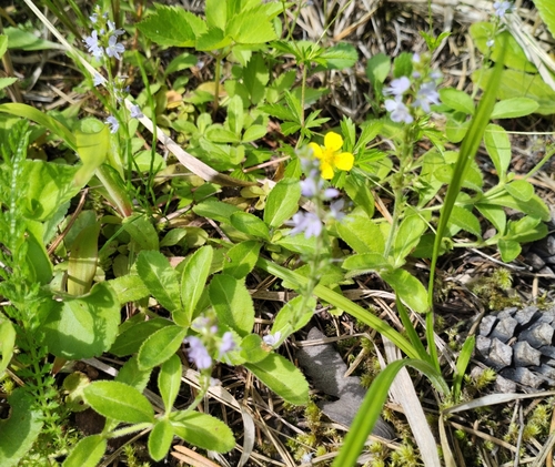 heath speedwell