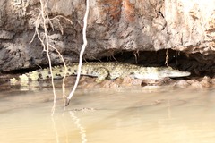 Crocodylus niloticus africanus