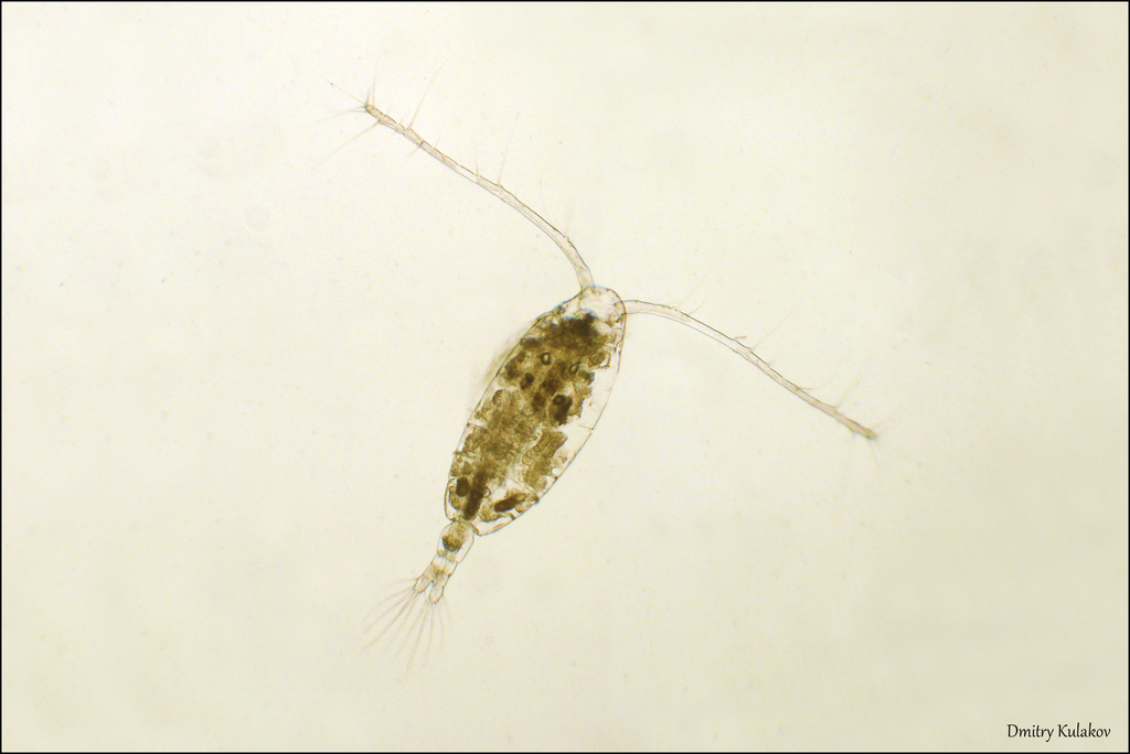 Acartia tonsa