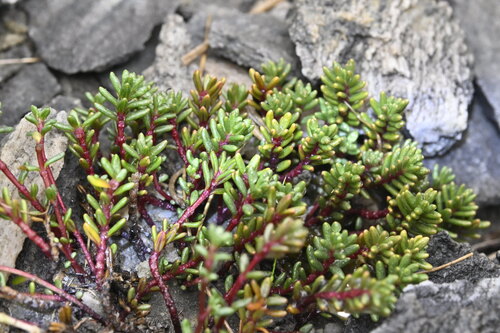 Poranthera alpina, 2025-04-22