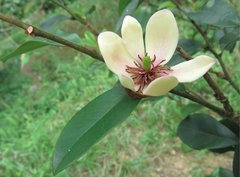 Magnolia figo