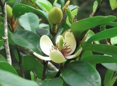 Magnolia figo