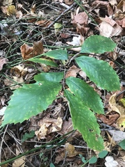 Castanea pumila