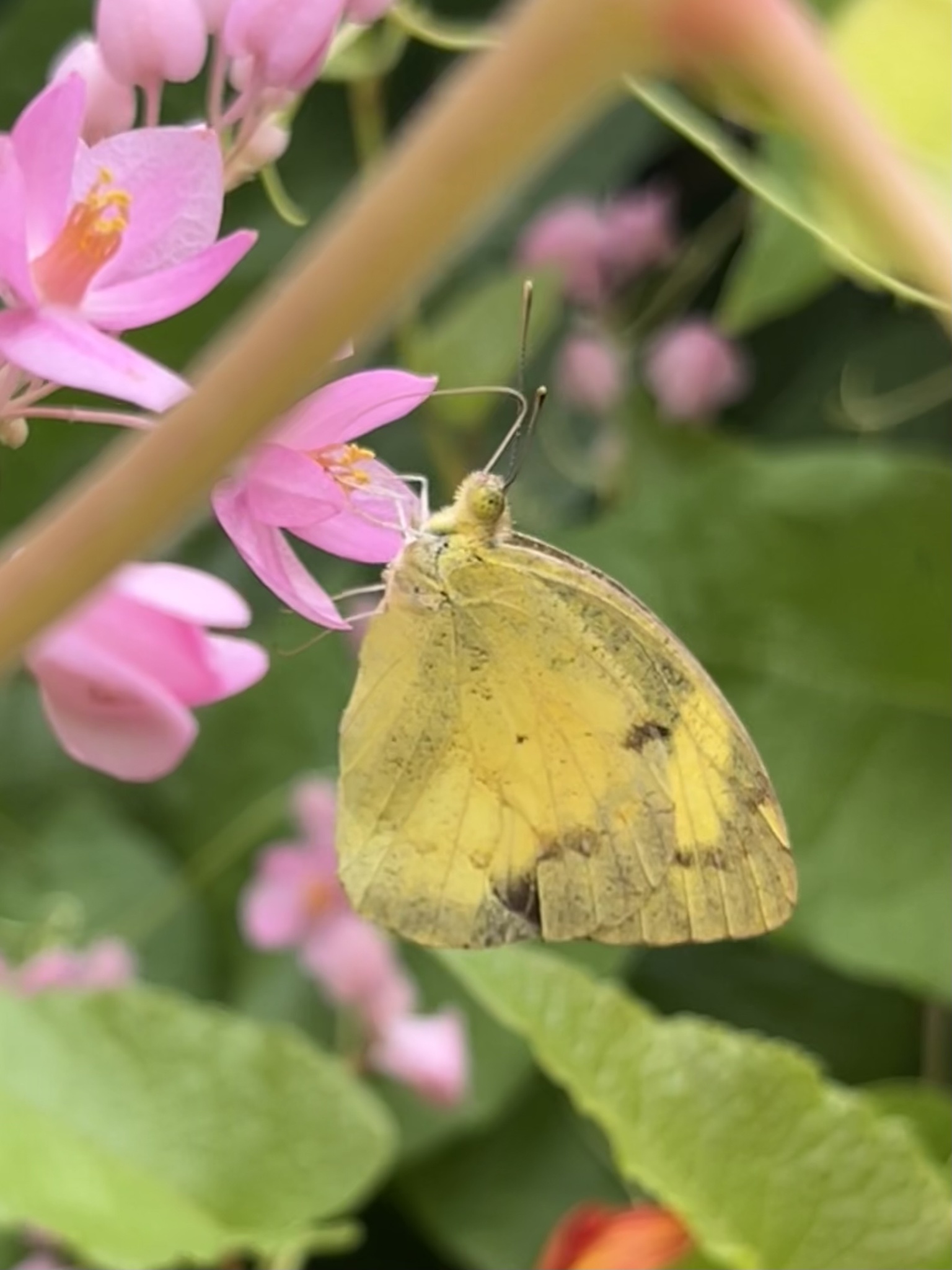 Yellow Orange-Tip