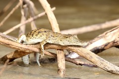 Crocodylus niloticus africanus