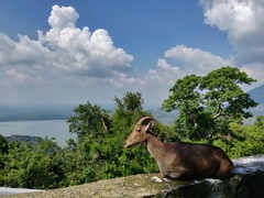 Nilgiritragus hylocrius