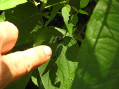 Kuschelina tenuilineata