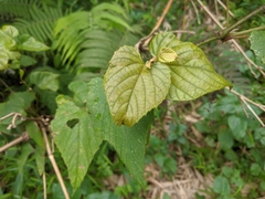 Vitis kelungensis