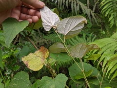 Vitis kelungensis