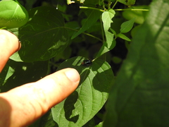 Kuschelina tenuilineata