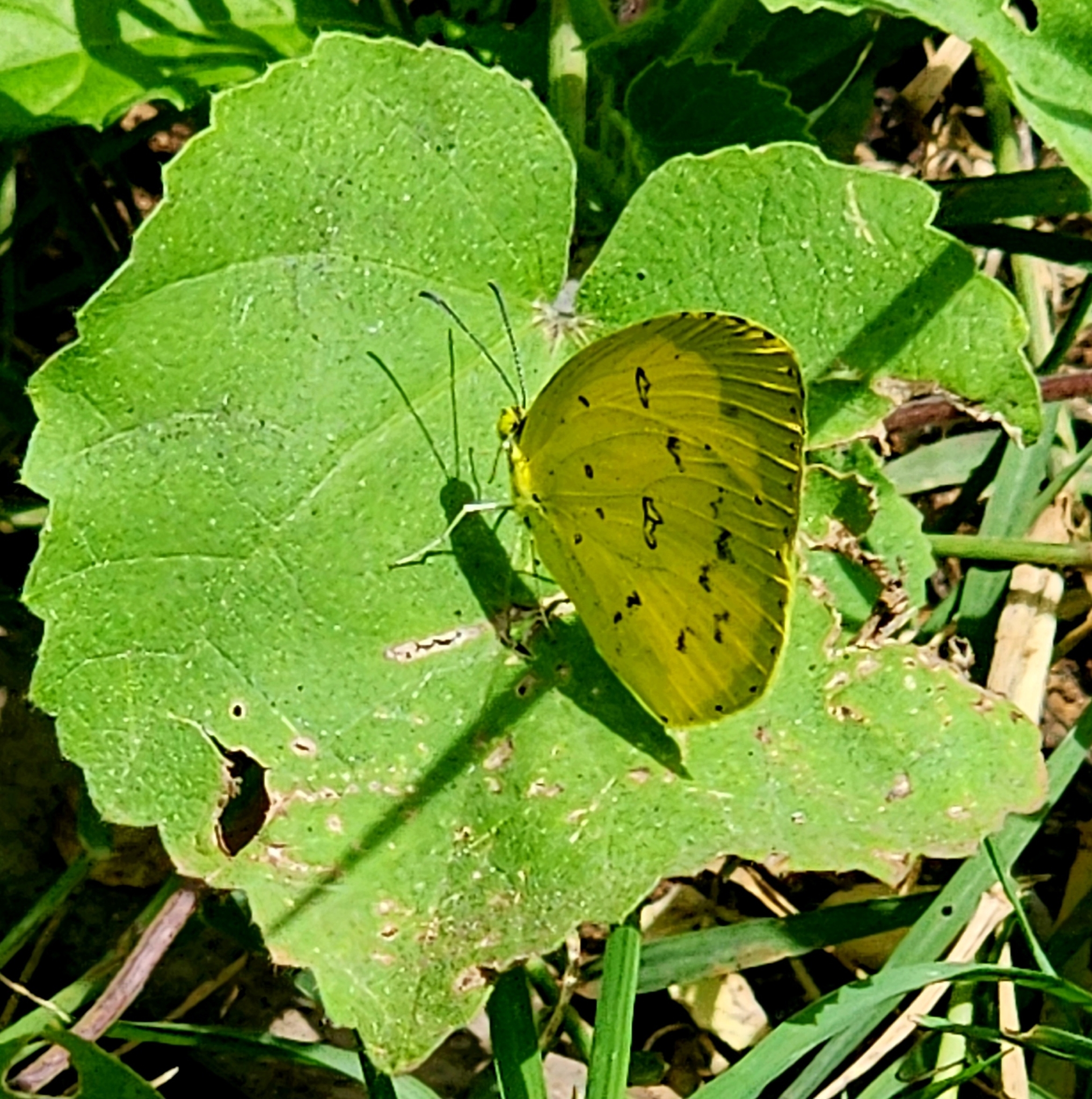 Common Grass Yellow