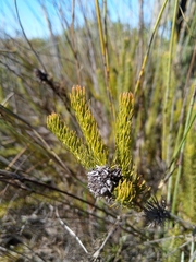 Serruria trilopha