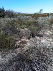 Thamnochortus erectus